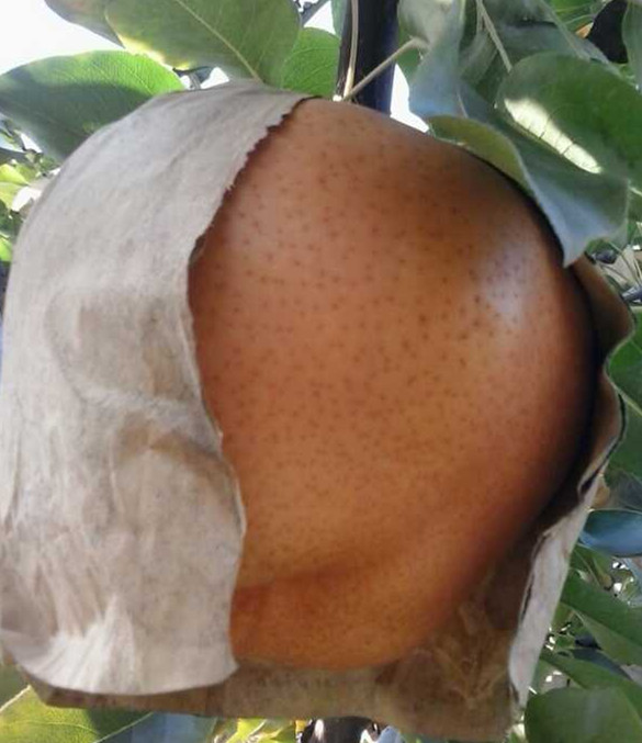 无纺布水果套袋