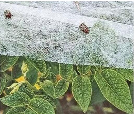 农用无纺布需要抗老化处理吗?